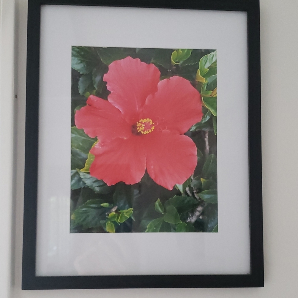 Framed flower print